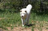 AKITA INU 428